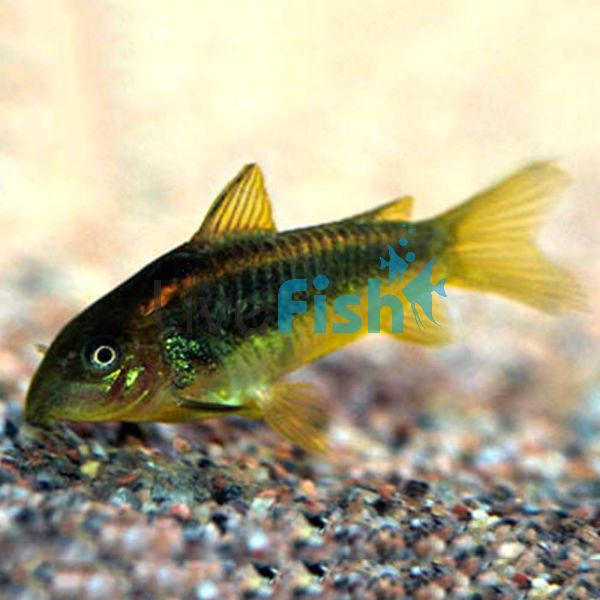 Peru Neon Gold Stripe Corydoras 3cm