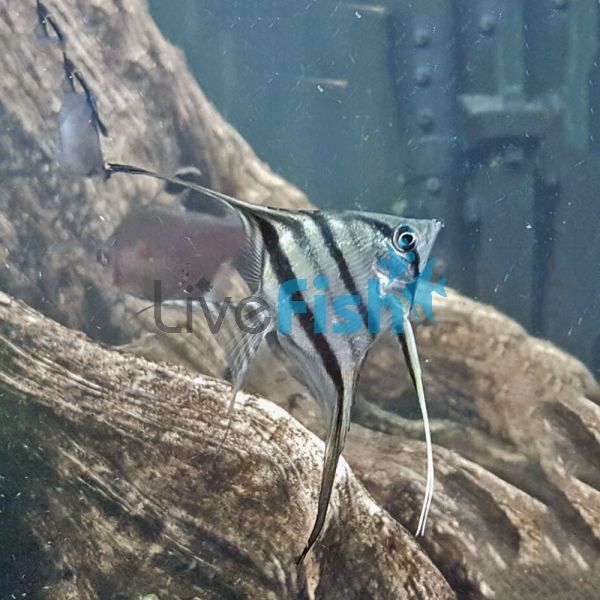 Peruensis Altum - Angel Fish 4.5cm