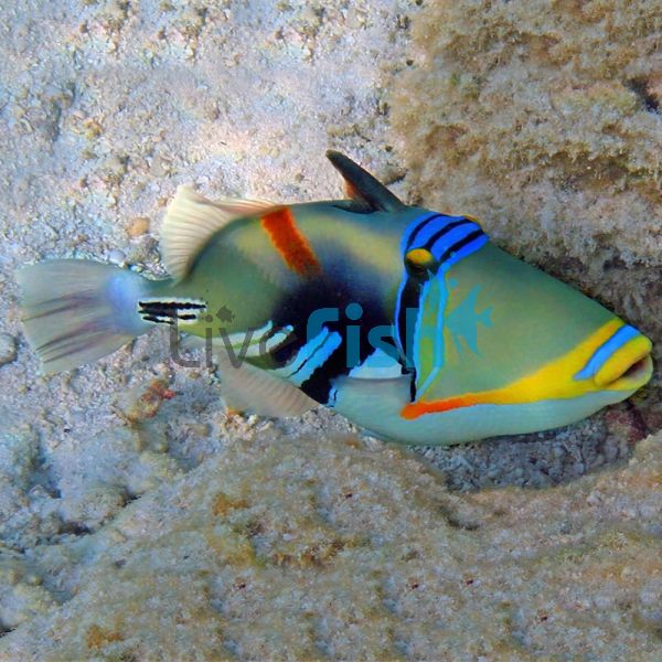 Picasso Triggerfish - Medium