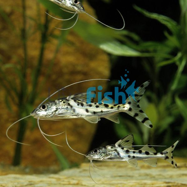 Pictus Catfish 4cm