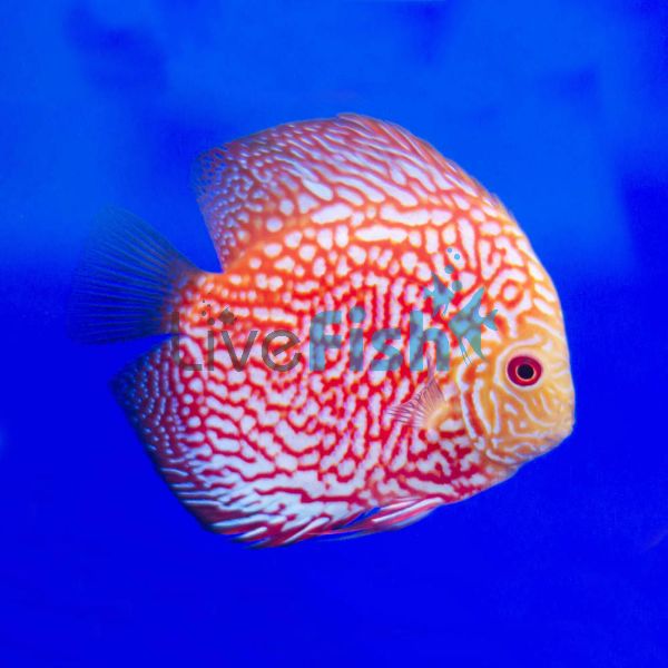 Pigeon Blood Discus 7cm