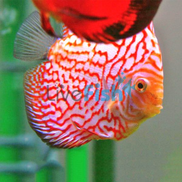 Pigeon Blood Discus 5cm 