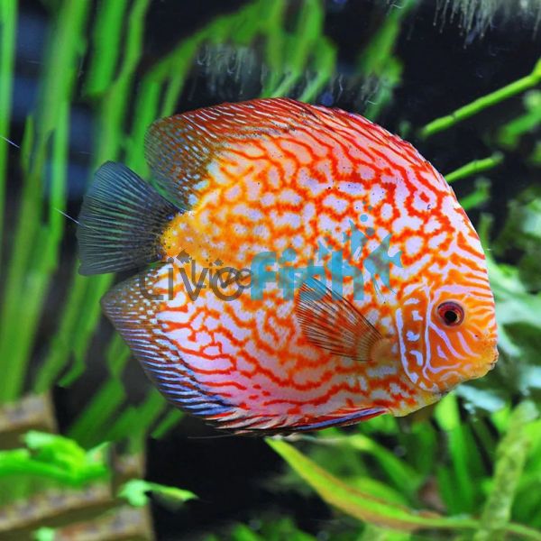 Pigeon Checkerboard Discus 7cm