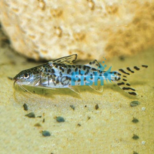 Pictus Catfish 5cm