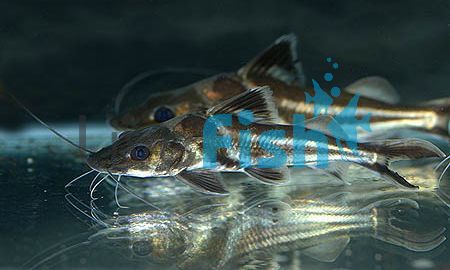 Pimelodus Ornatus 12cm