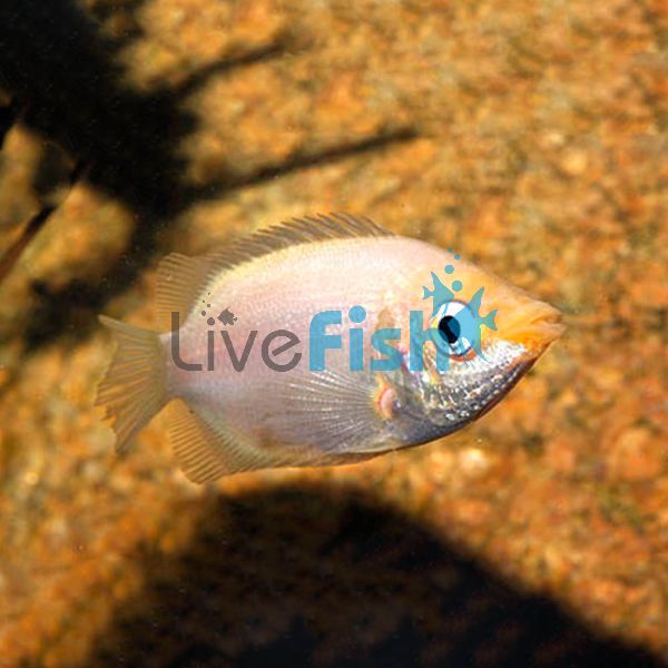 Pink Kissing Gourami 5cm