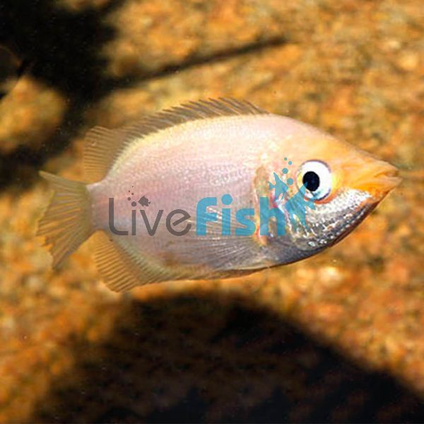 Pink Kissing Gourami 7cm