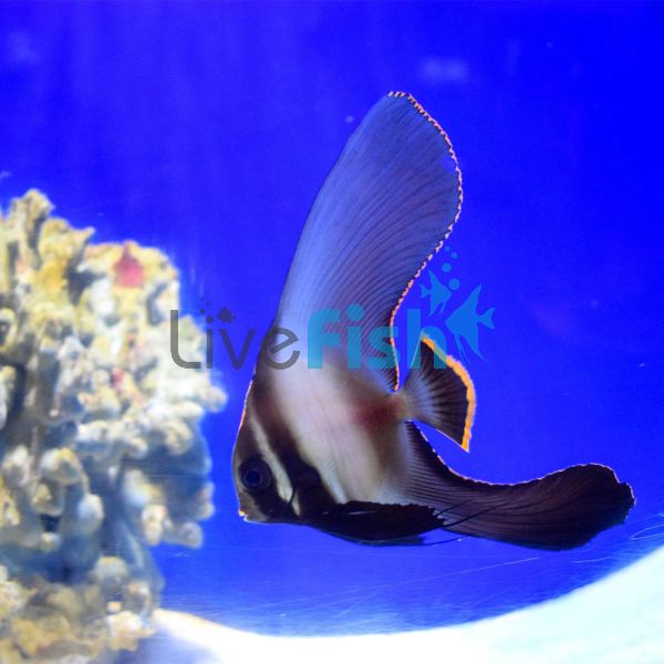 Pinnatus Batfish - Large