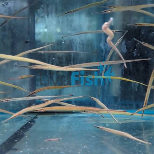 Pipefish - Freshwater Short Snout 10cm