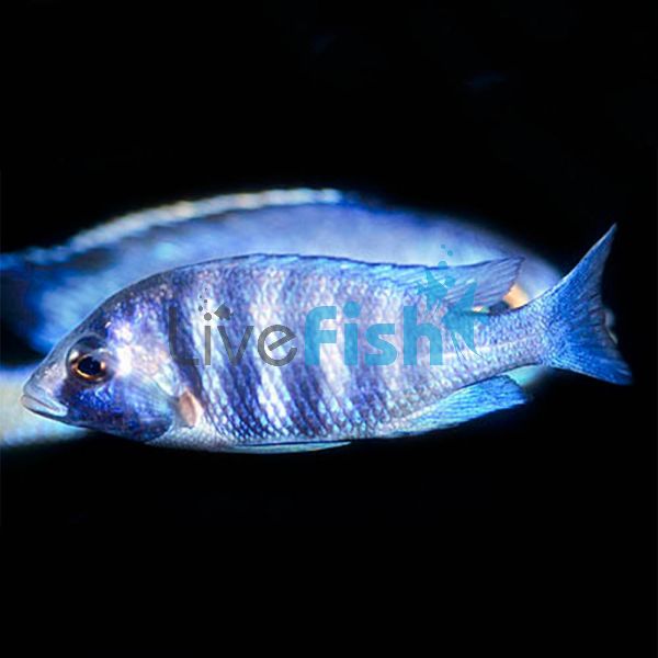 White Lip Phenochilus 4cm