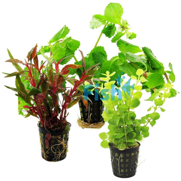 Assorted Bunch Plants - Hydroponic Pot