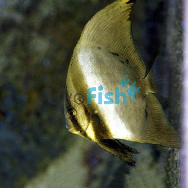 Orbicular Batfish - Medium