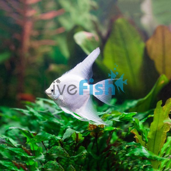 Platinum Angel Fish 4cm