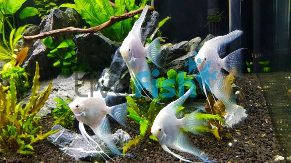 Platinum Veiltail Angel Fish 6cm 