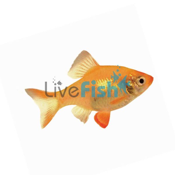 Platinum Diamond Tiger Barb 2cm