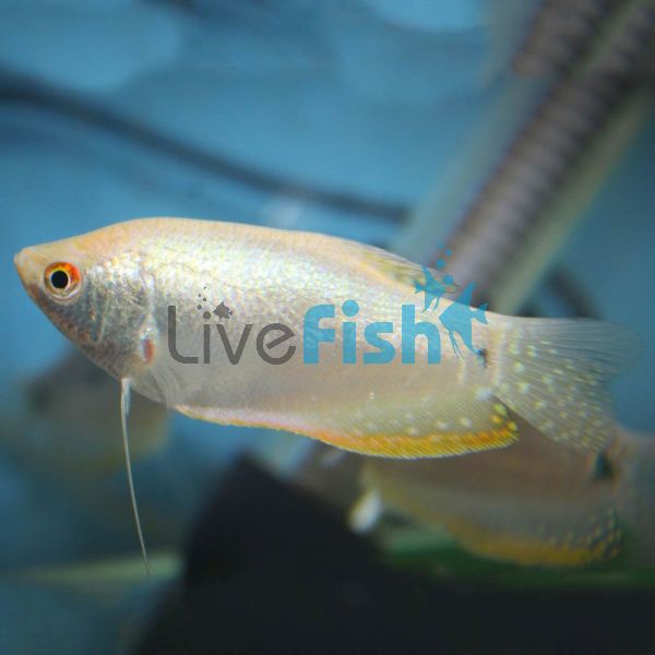 Platinum Gourami XL 9cm