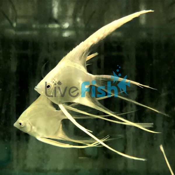 Platinum Veiltail Angel Fish 3.5cm 