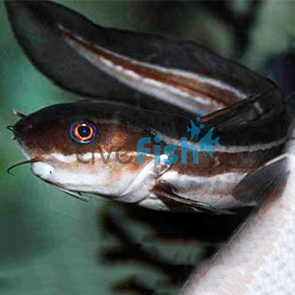 Striped Eel Catfish 