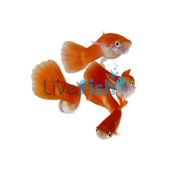 Male Redtail Blonde Guppy 3.5cm