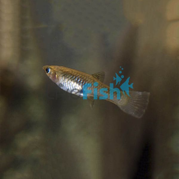 Assorted Female Endlers Guppy 3cm