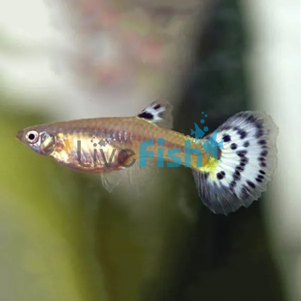 Female Guppy 3.5cm Delivered to your door in Australia