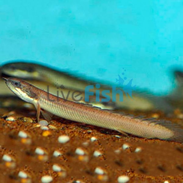 Senegal Bichir 8cm