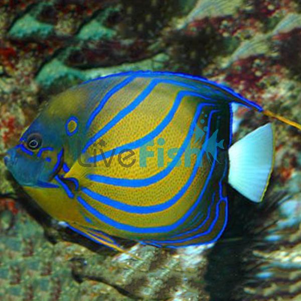 Blue Ring Angelfish - Large