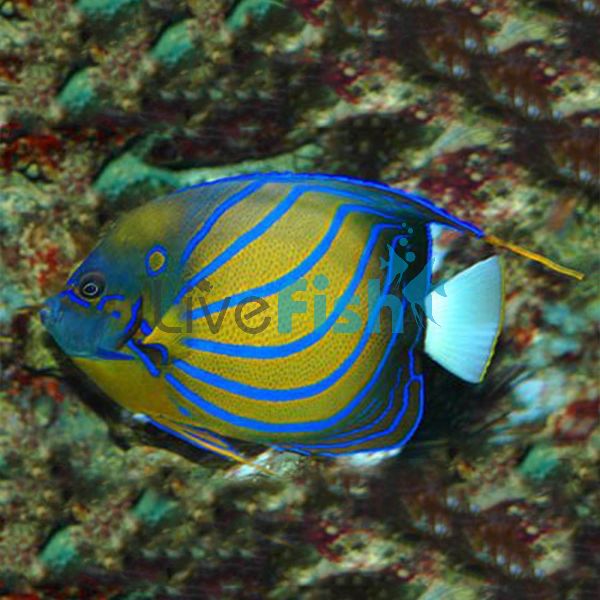 Blue Ring Angelfish - Medium Adult