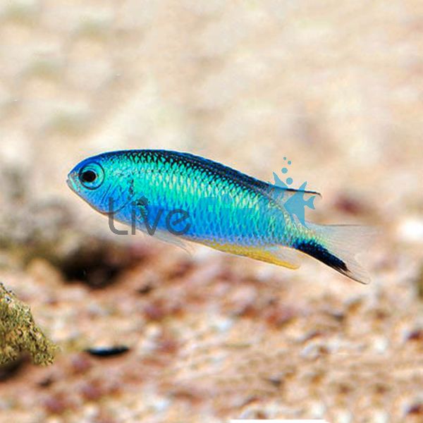 Allens Damselfish - Medium