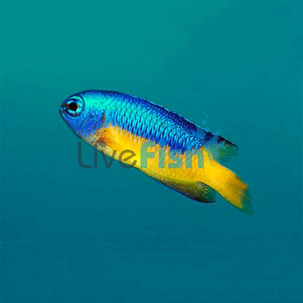 Goldbelly Damselfish - Medium