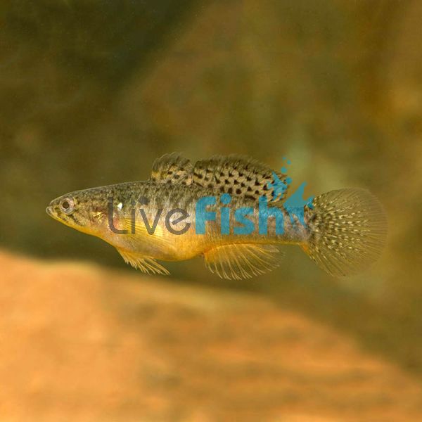 Gudgeon Poreless 2cm