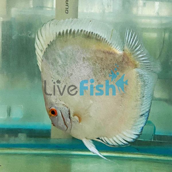 Powder Blue Discus 9cm