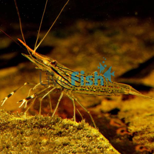 Prawn Freshwater Long Claw 8cm 