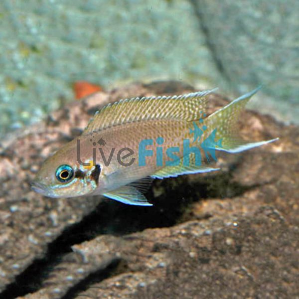 Princess Cichlid 4.5cm