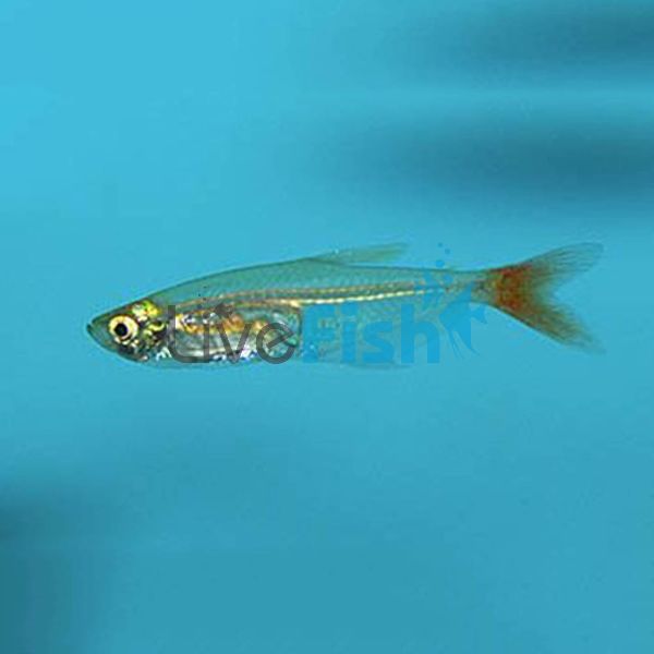 Glass Bloodfin Tetra 4cm