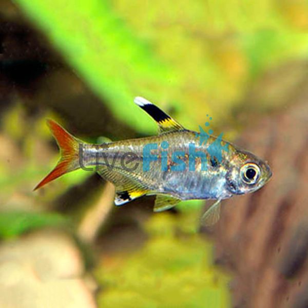 Pristella Tetra 3.5cm