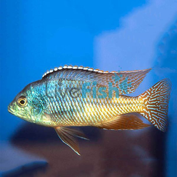 Red Empress 5cm