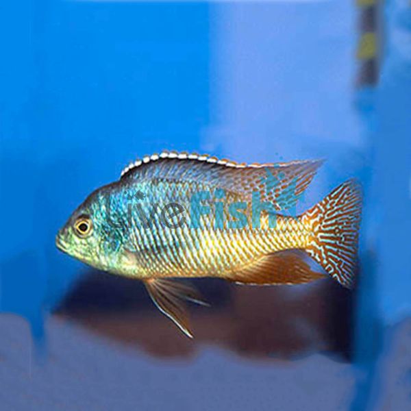 Red Empress 4cm