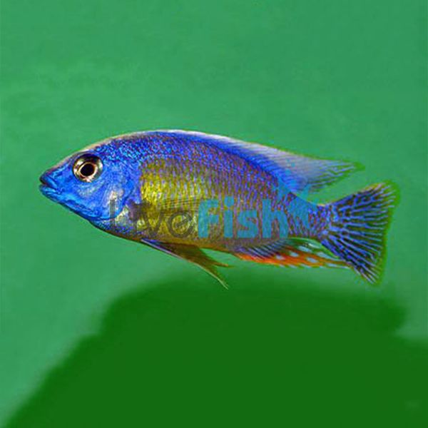 Taiwan Reef Chimoto Red 5cm