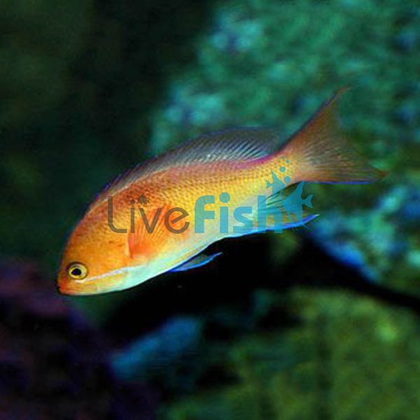 Peach Anthias - Medium