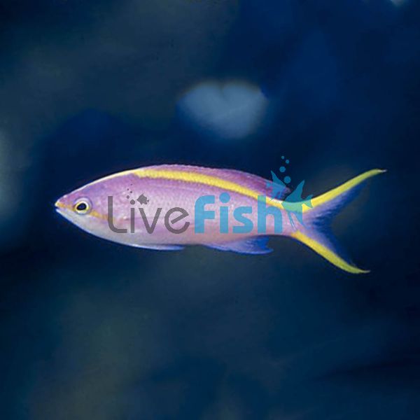 Purple Queen Anthias - Medium