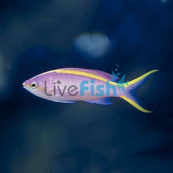 Purple queen anthias care clearance