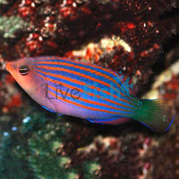 Sixline Wrasse - Medium