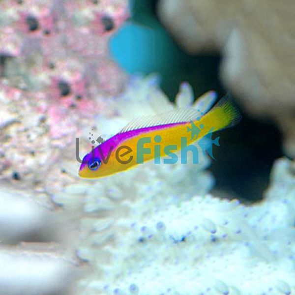 Purple Stripe Dottyback - Medium