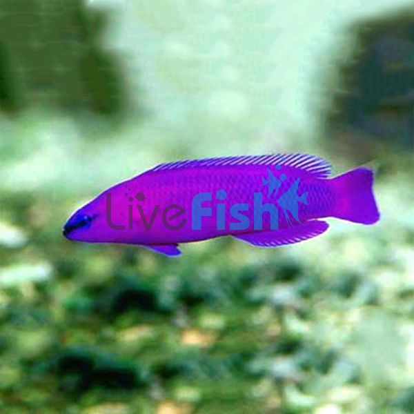 Purple Dottyback - Medium