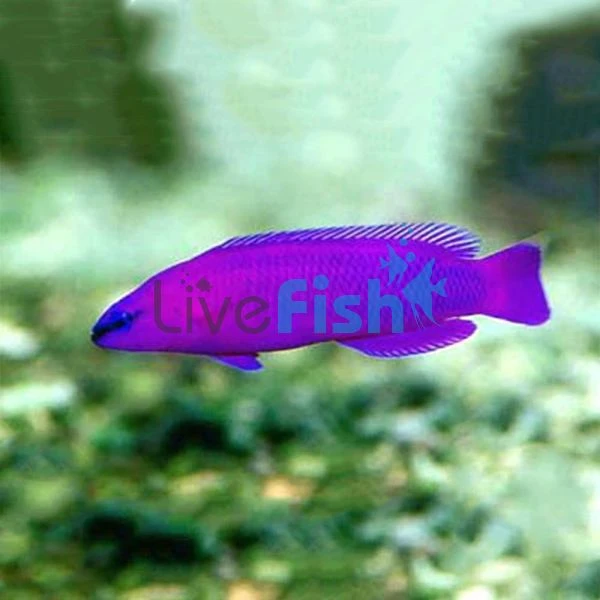 Purple dottyback care best sale