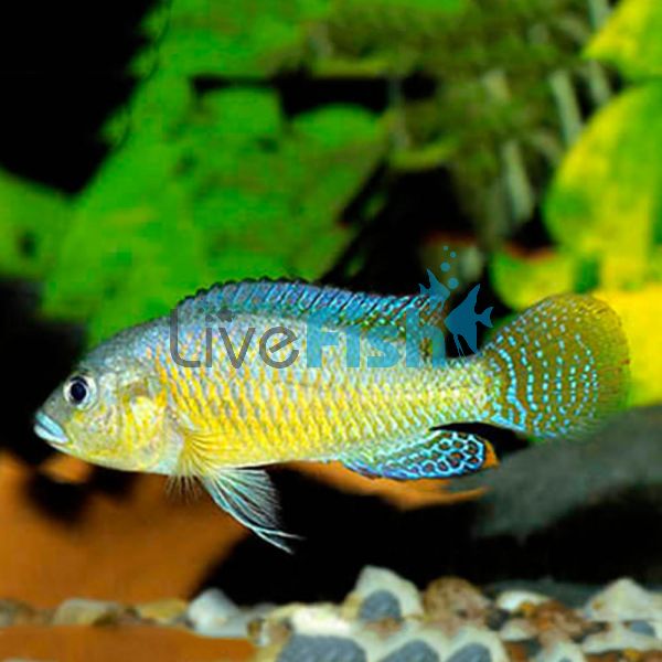 Egyptian Mouth Brooder 4cm 