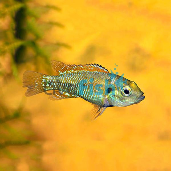 Egyptian Mouth Brooder 3cm