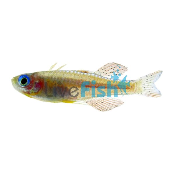 Red Neon Blue Eye 2cm - N.G