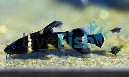Bumble Bee Catfish 4cm